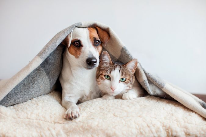 Cachorro-e-gato-consorcio-servicos-pets-shutterstock
